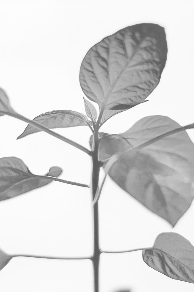 Flower Leaf Simple Minimal Nature Bw Android wallpaper