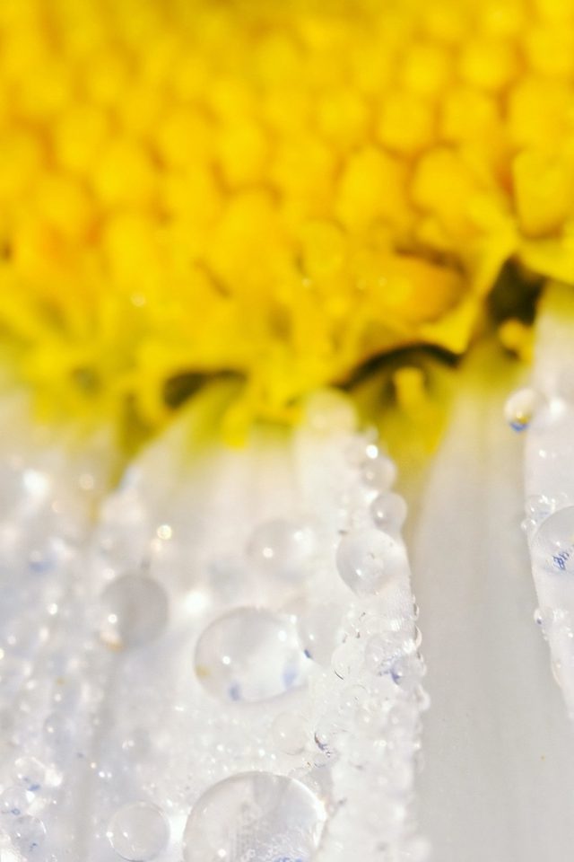 Flower Raindrop Yellow Nature Android wallpaper