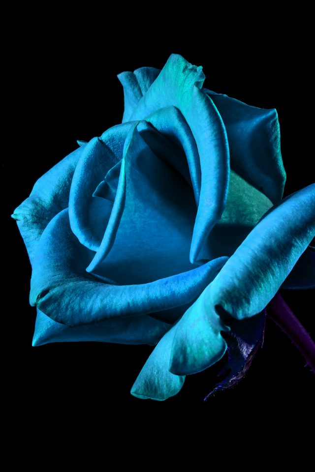 Flower Rose Blue Dark Beautiful Best Nature Android wallpaper