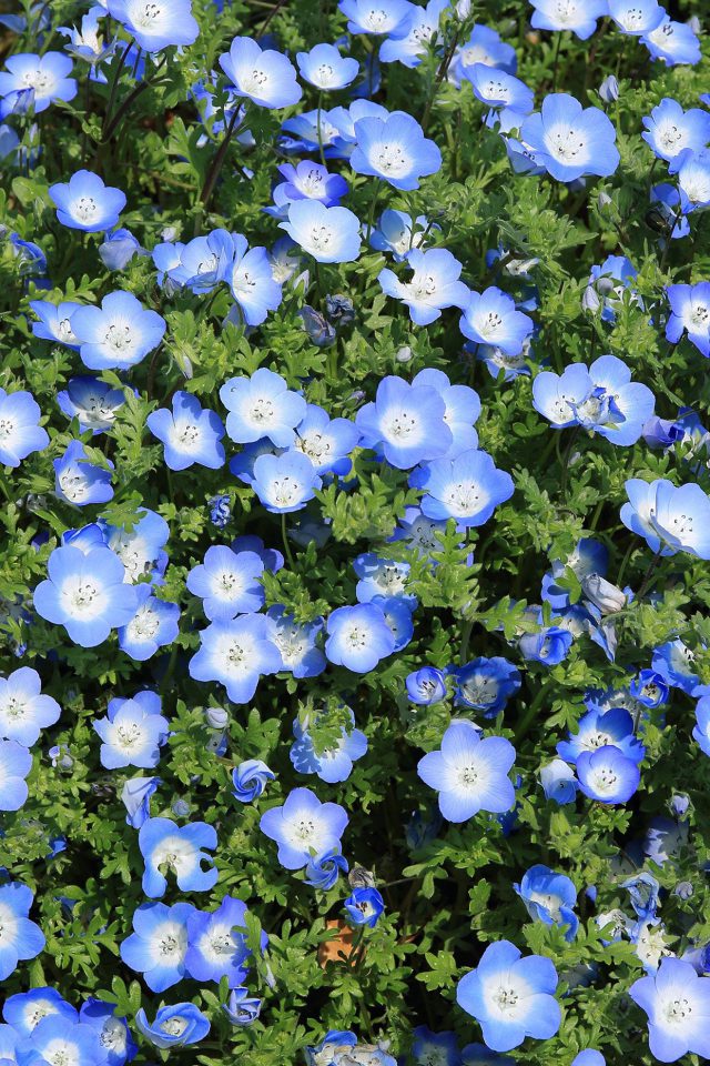 Flower Spring Blue Nature Android wallpaper