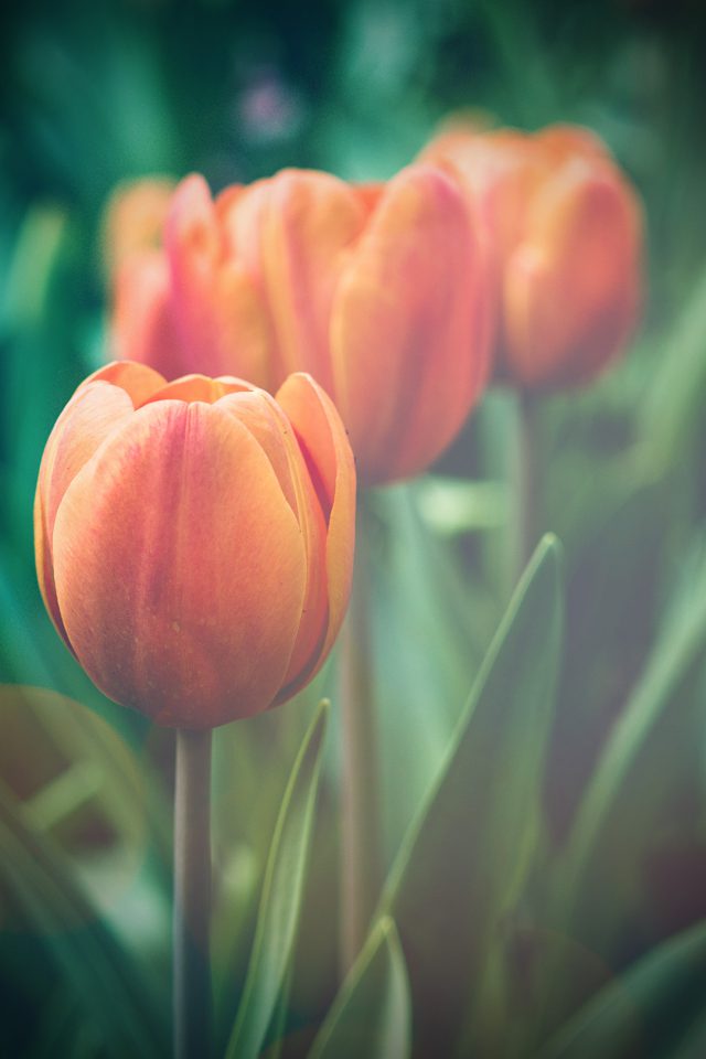 Flower Tulip Green Vignette Love Nature Android wallpaper