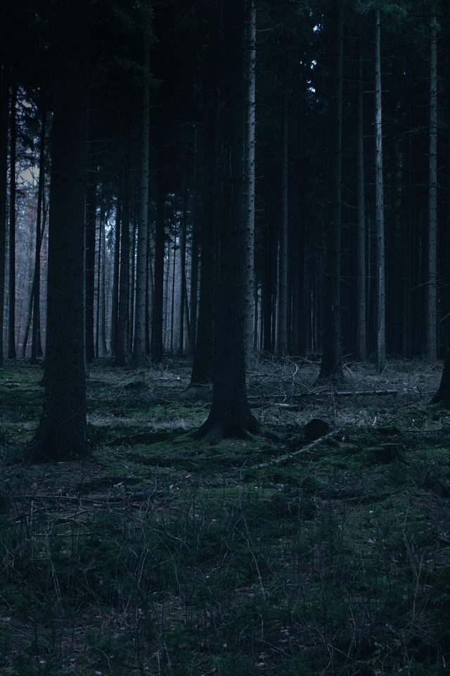 Forest Dark Night Trees Nature Android wallpaper