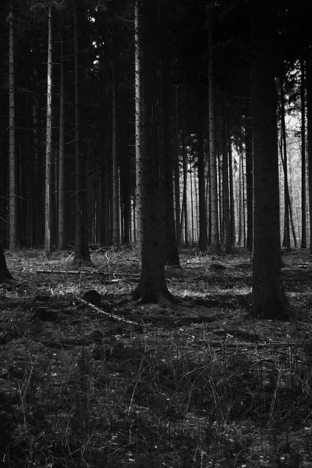 Forest Dark Scary Night Trees Nature Android wallpaper