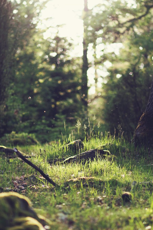 Forest Green Nature Tree Jonas Nilsson Lee Android wallpaper