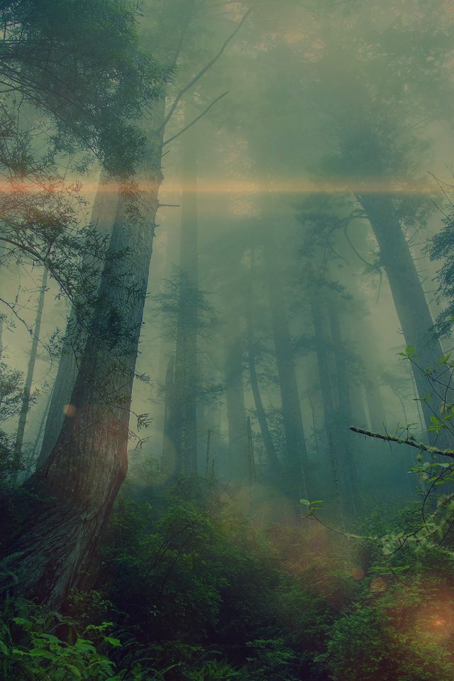 Forest Wood Fog Flare Nature Green Android wallpaper