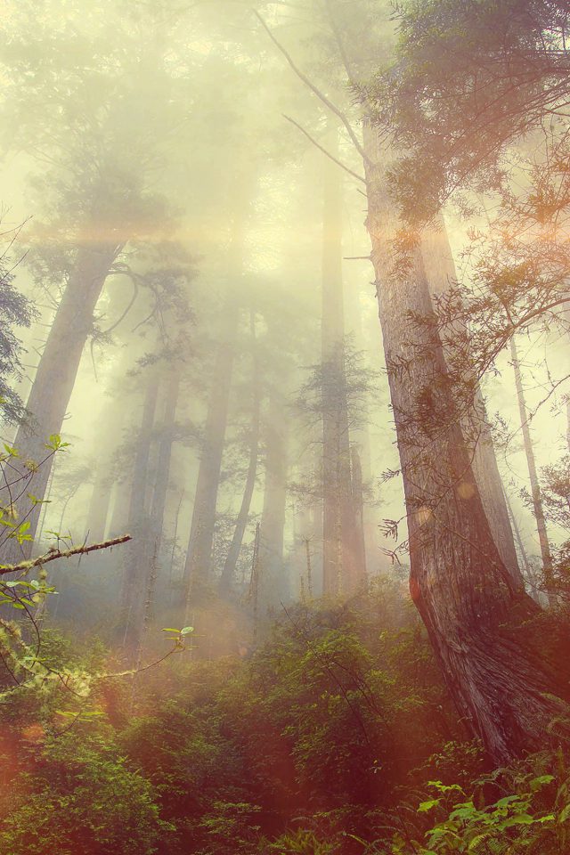 Forest Wood Fog Flare Red Nature Green Android wallpaper