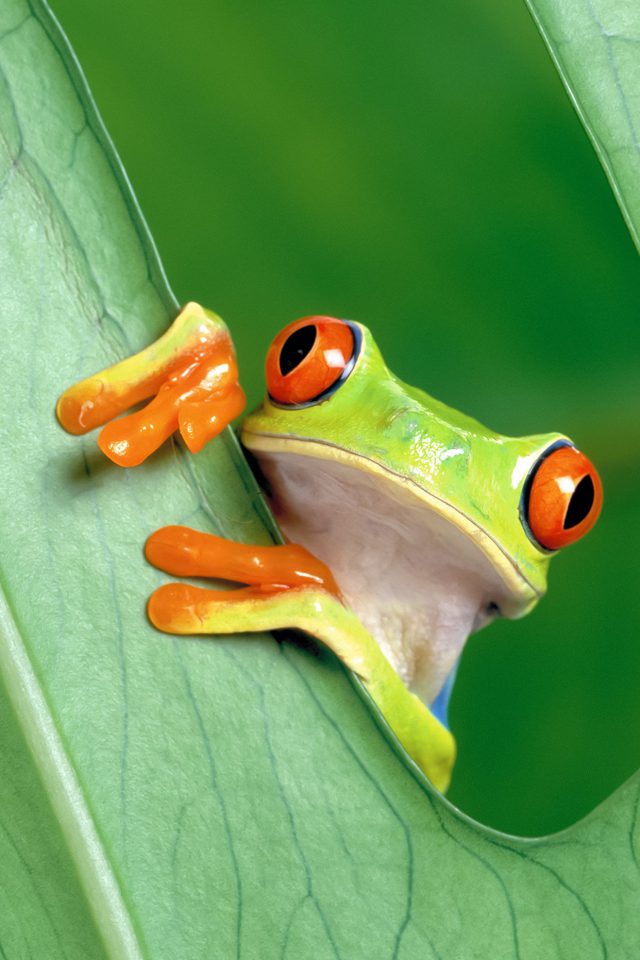 Frog Leaf Nature Android wallpaper