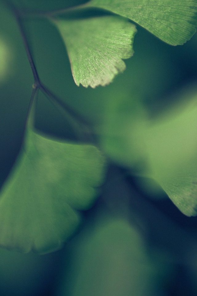 Good Luck Blue Clovers Leaf Nature Android wallpaper