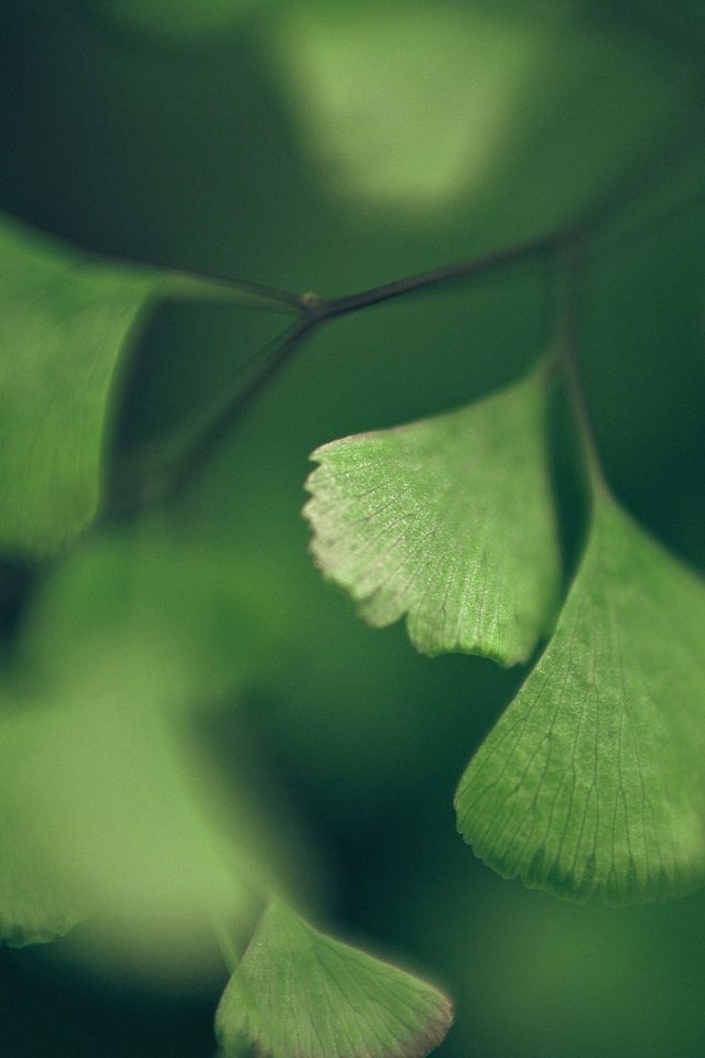 Good Luck Clovers Leaf Nature Android wallpaper