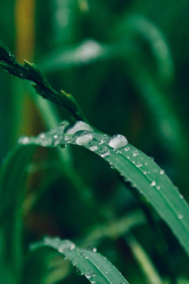 Grass Drop Water Rain Nature Forest Android wallpaper