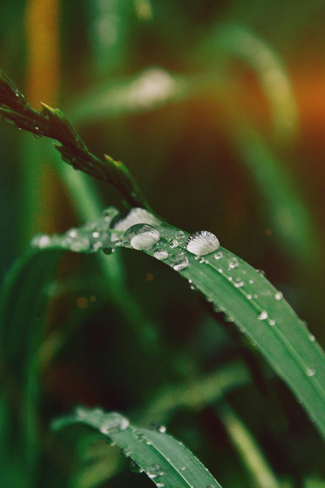Grass Drop Water Rain Nature Forest Flare Android wallpaper