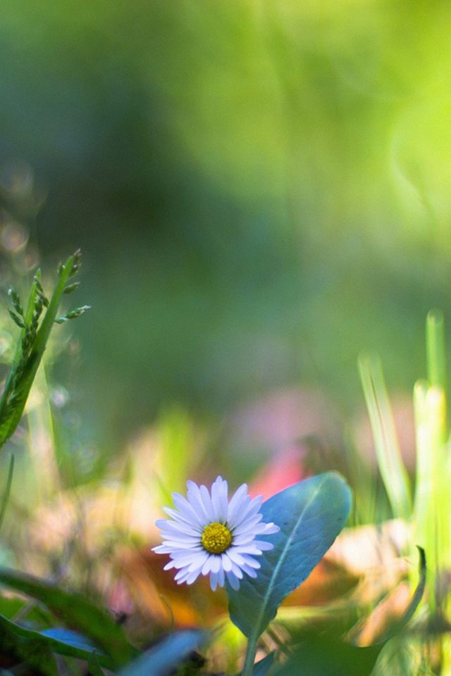 Green Lawn Flower Bokeh Nature Android wallpaper