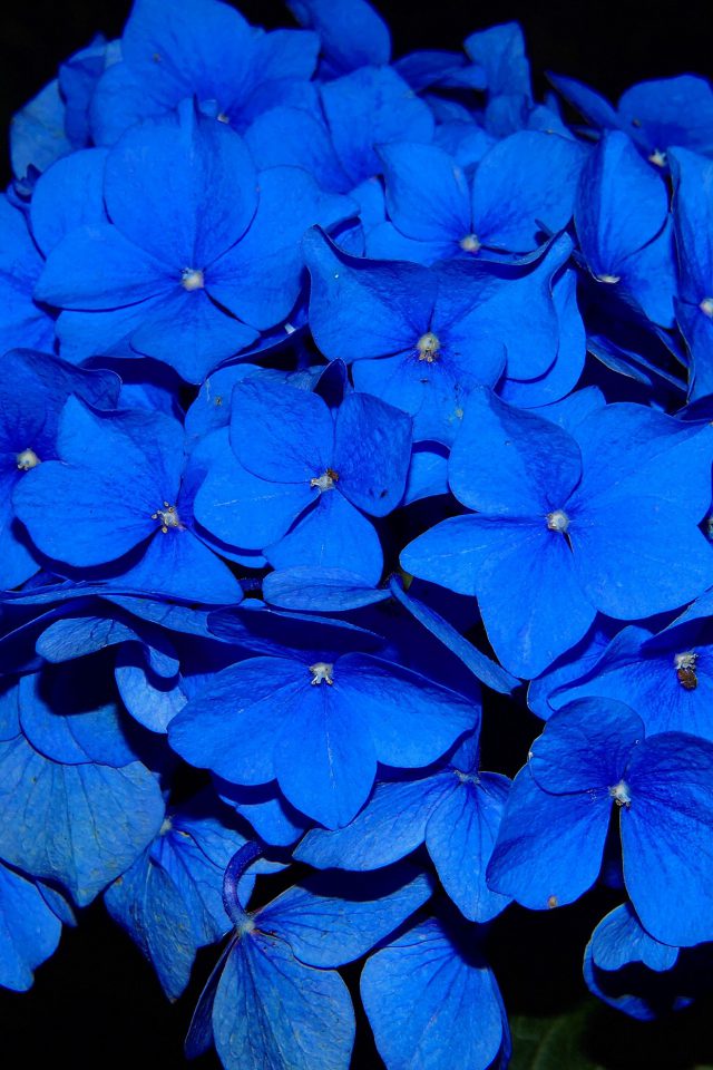 Hydrangea Blossom Flower Blue Dark Nature Android wallpaper