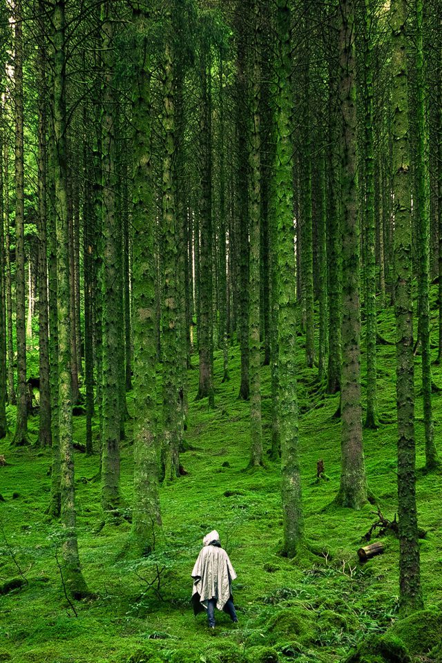 In Wood Forest Green Mountain Nature Android wallpaper
