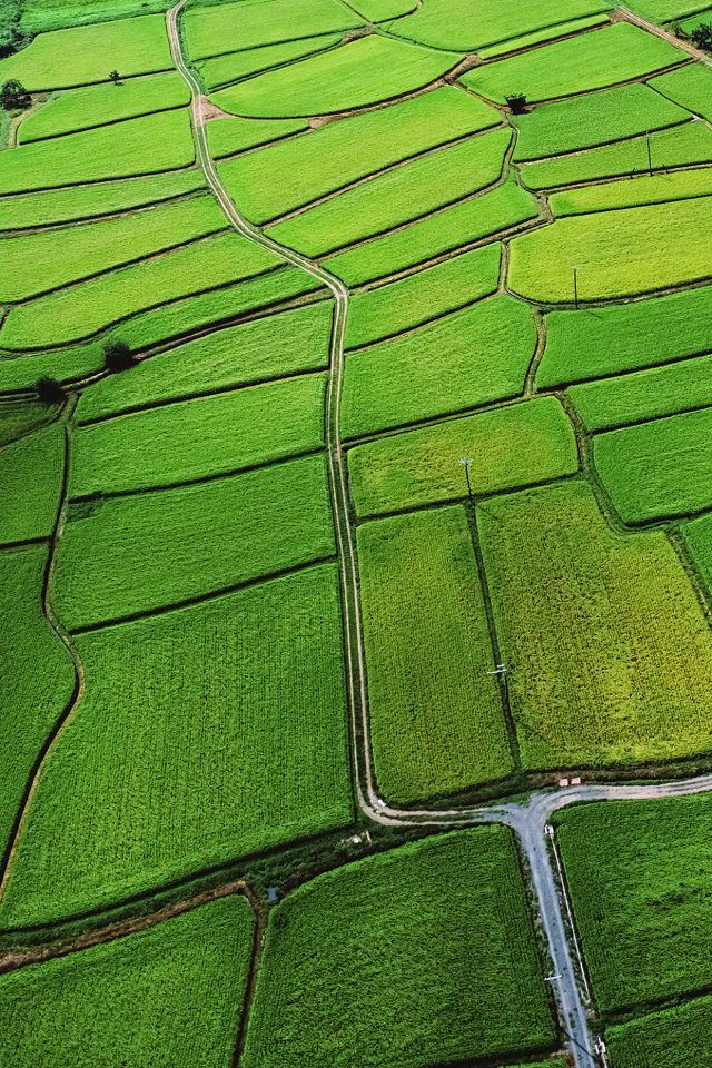 Japan Rice Paddy Field Nature Android wallpaper