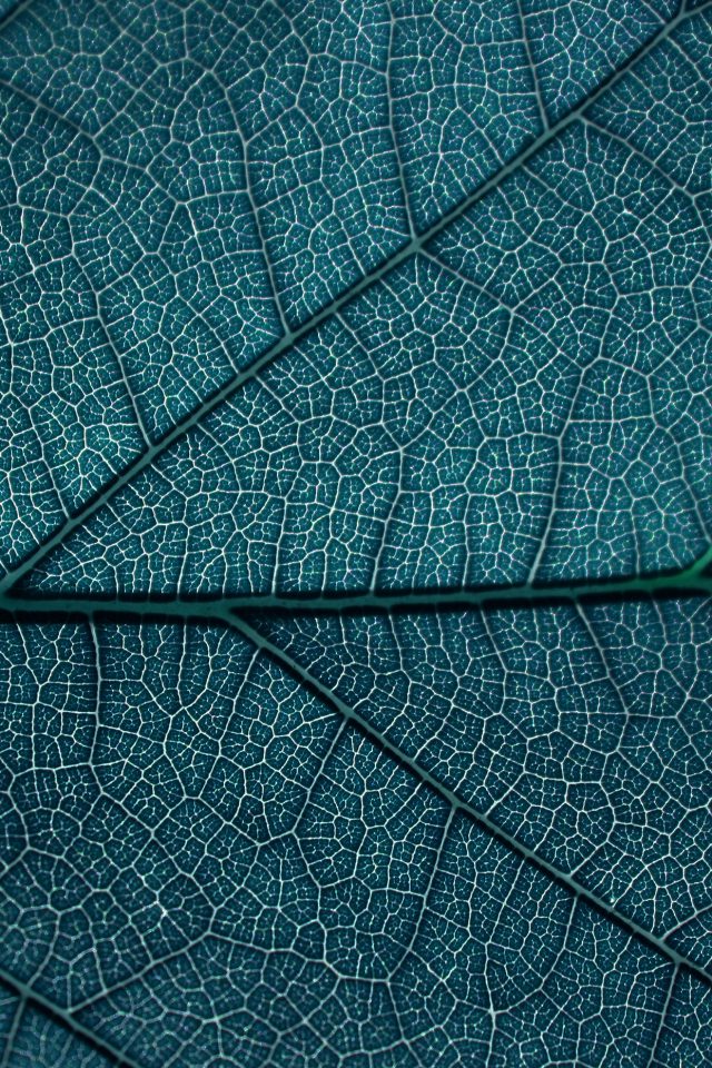 Leaf Blue Dark Nature Texture Pattern Android wallpaper