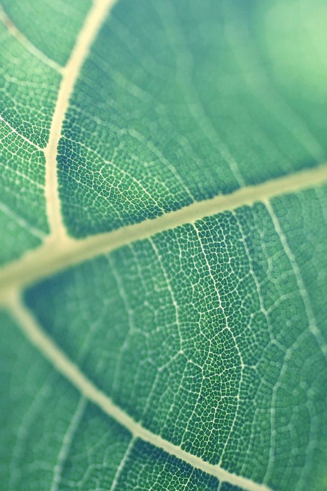 Leaf Bokeh Green Nature Android wallpaper