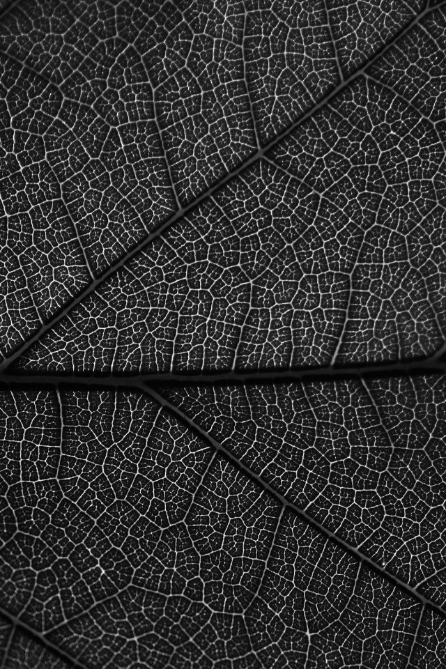 Leaf Dark Bw Nature Texture Pattern Android wallpaper