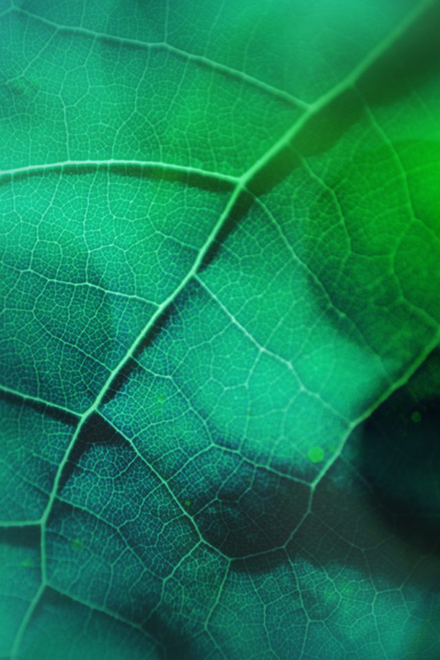 Leaf Flare Nature Green Wood Love Pattern Android wallpaper