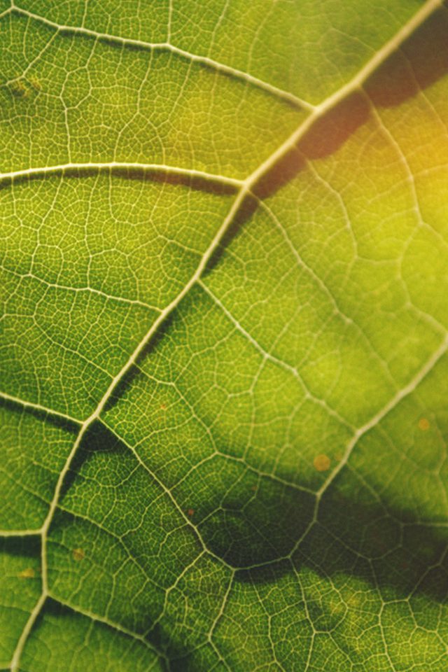 Leaf Flare Nature Wood Love Pattern Android wallpaper
