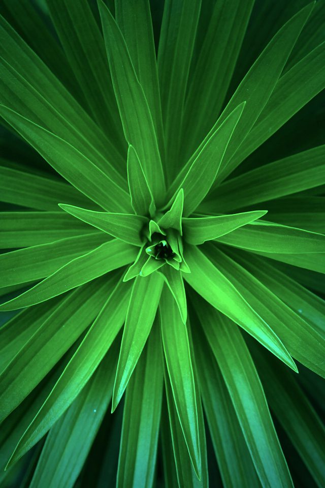 Leaf Flower Green Line Nature Android wallpaper