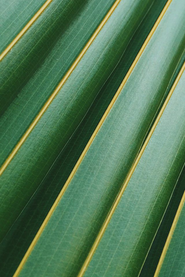 Leaf Green Line Nature Pattern Android wallpaper