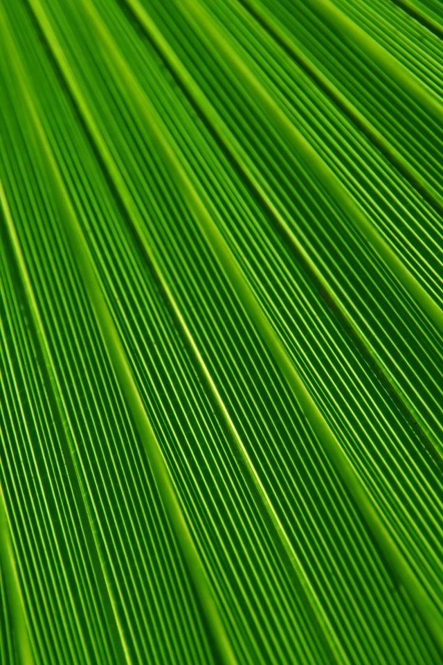 Leaf Green Surface Texture Nature Pattern Android wallpaper