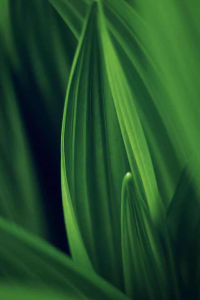 Leaf Nature Green Android wallpaper