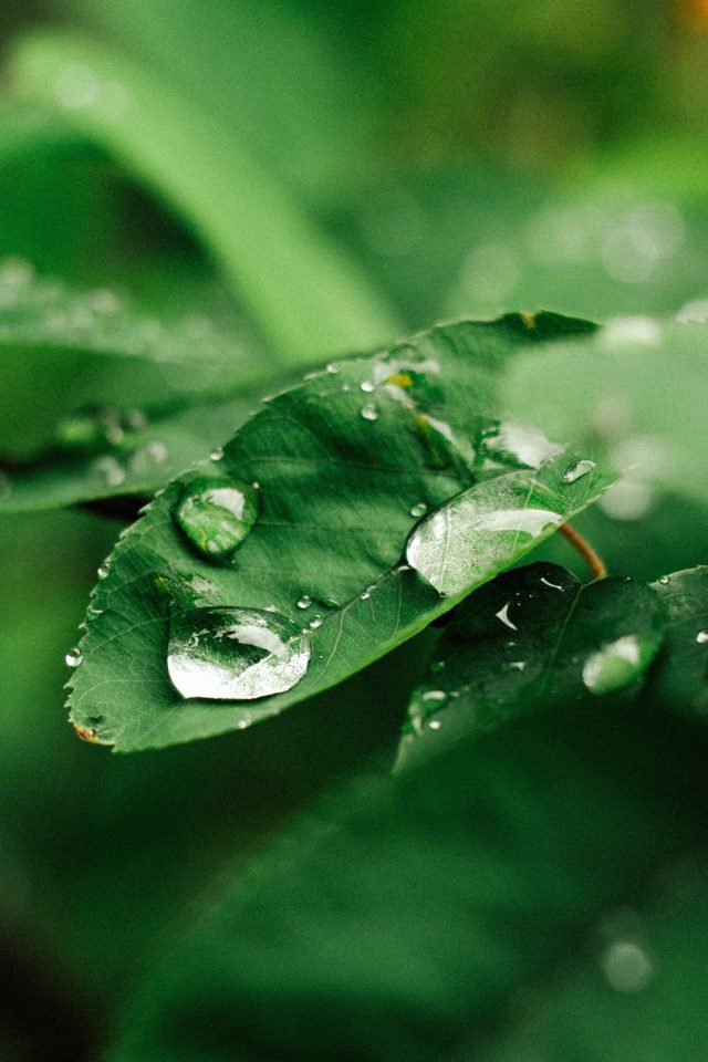 Leaf Rain Green Nature Forest Android wallpaper