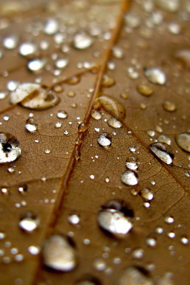 Leaf Rain Water Drop Bokeh Nature Android wallpaper