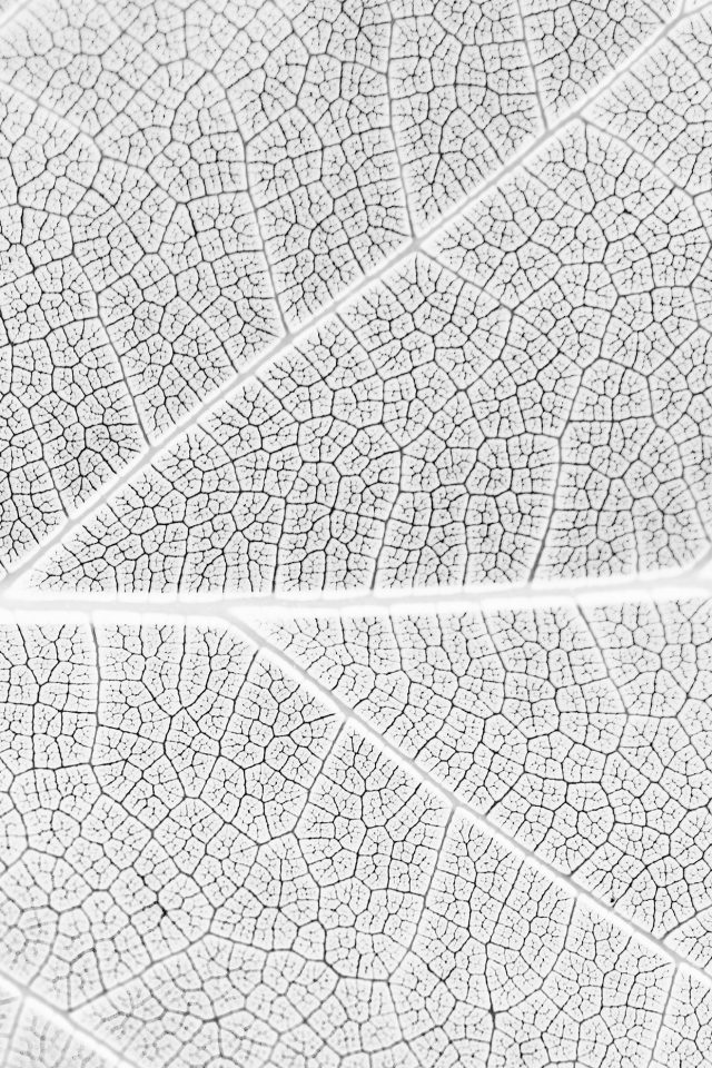 Leaf White Bw Nature Texture Pattern Android wallpaper
