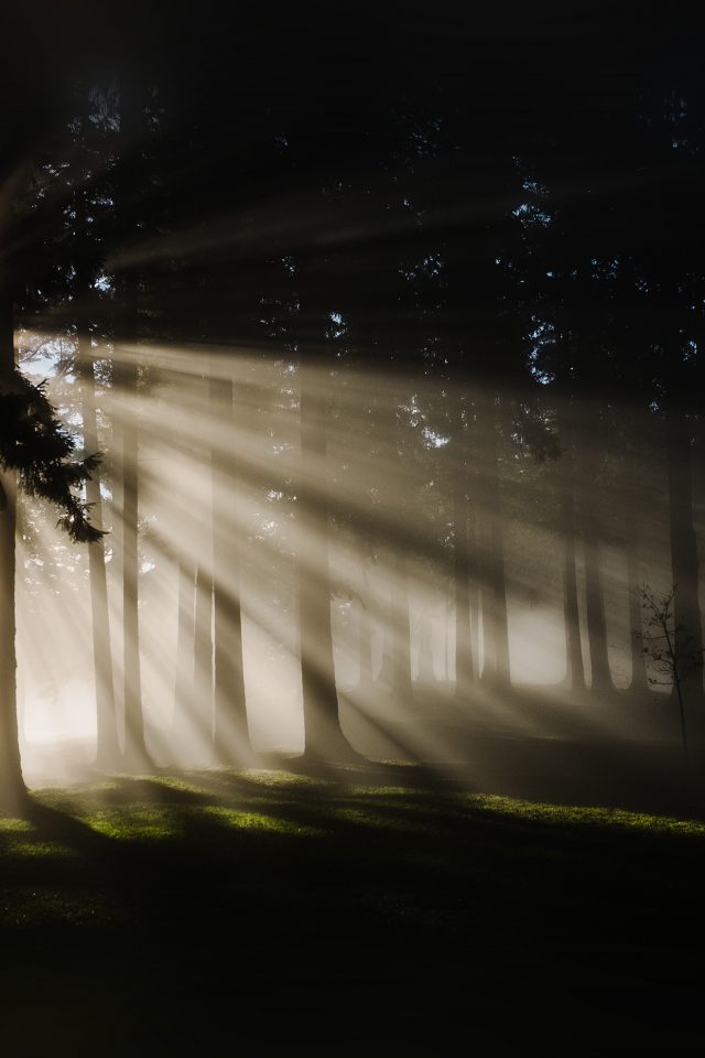 Light In Wood Forest Nature Shine Android wallpaper