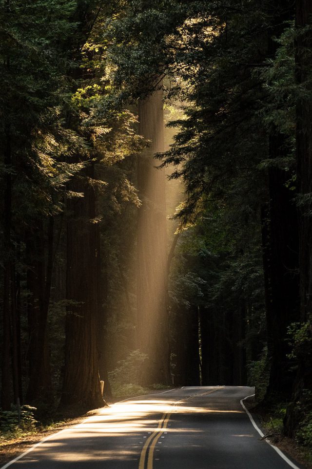 Sunrays Road Wood Forest Way Nature Android wallpaper