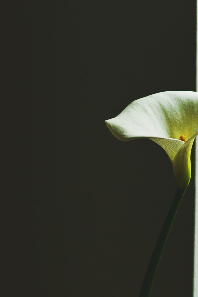 Lily Flower Minimal Simple Green Nature Android wallpaper