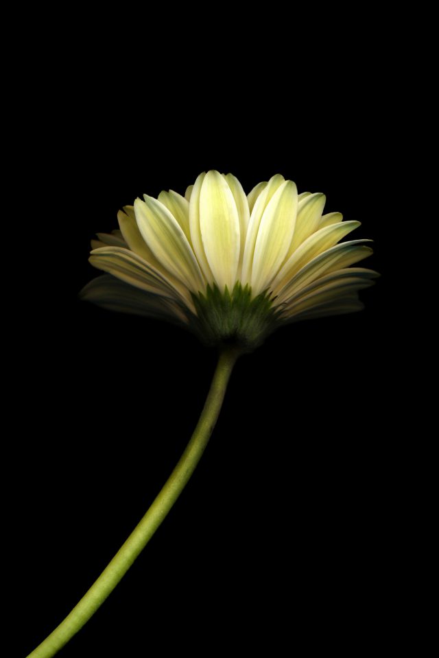 Lonely Flower Dark Simple Minimal Nature Android wallpaper