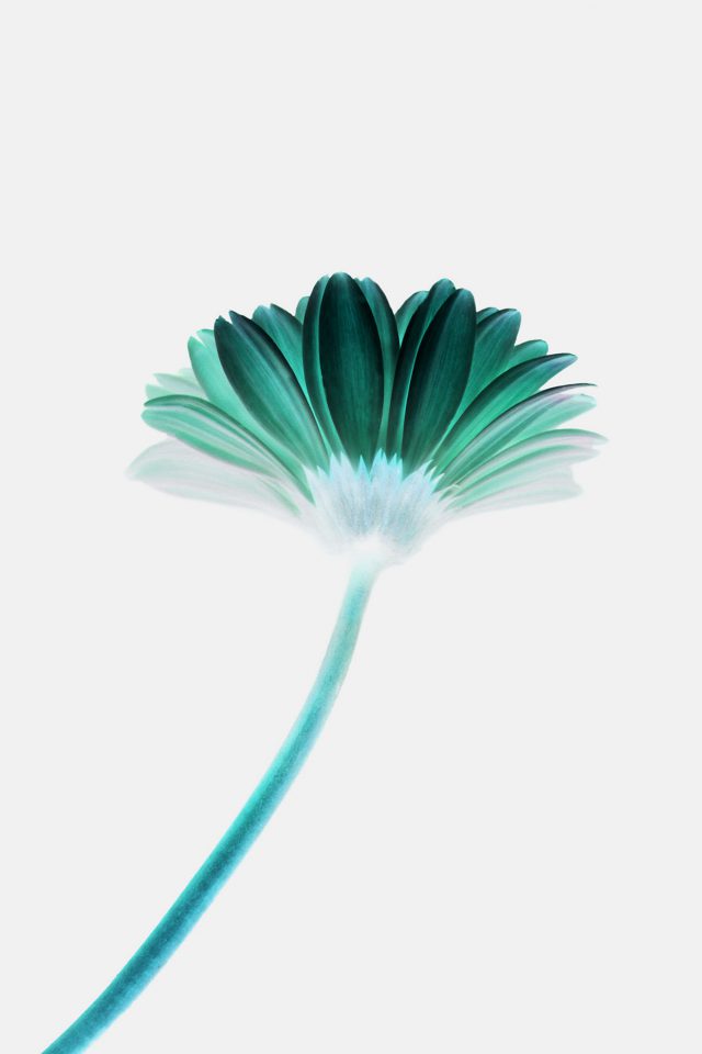 Lonely Flower White Green Simple Minimal Nature Android wallpaper
