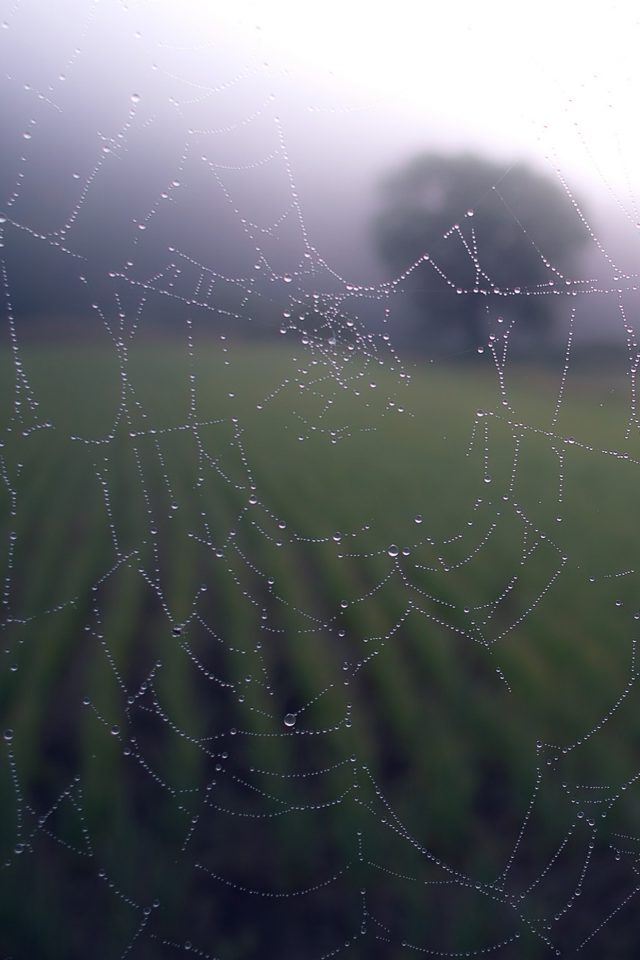 Morning Dew Spider Web Rain Water Nature Android wallpaper