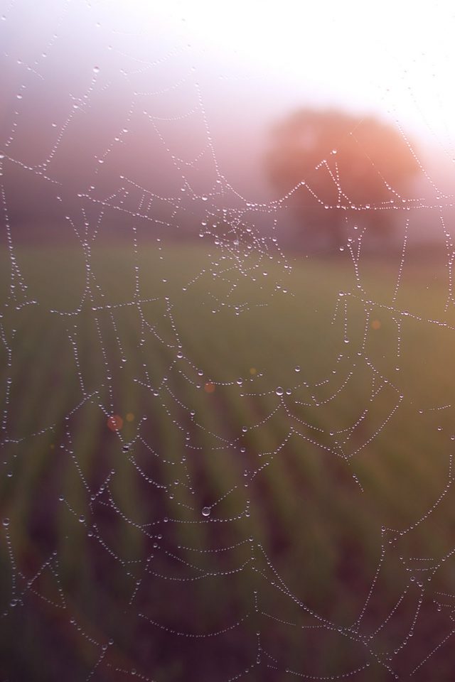 Morning Dew Spider Web Rain Water Nature Flare Android wallpaper