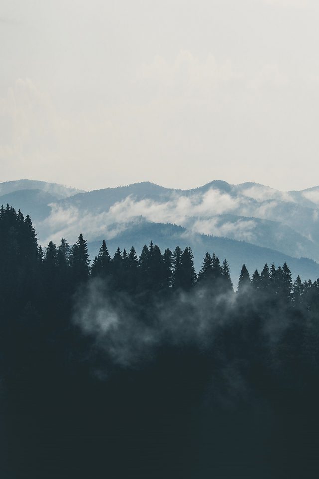 Mountain Fog Nature View Wood Forest Android wallpaper