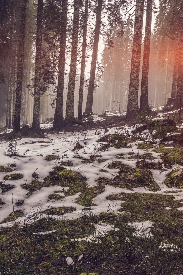 Mountain Snow Woods Nature Flare Android wallpaper