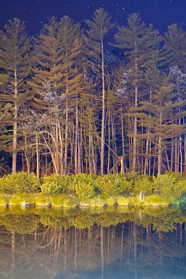 Night Wood With Lake Nature Android wallpaper