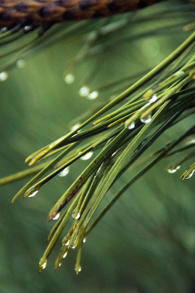 Rain Pine Tree Green Nature Mountain Android wallpaper