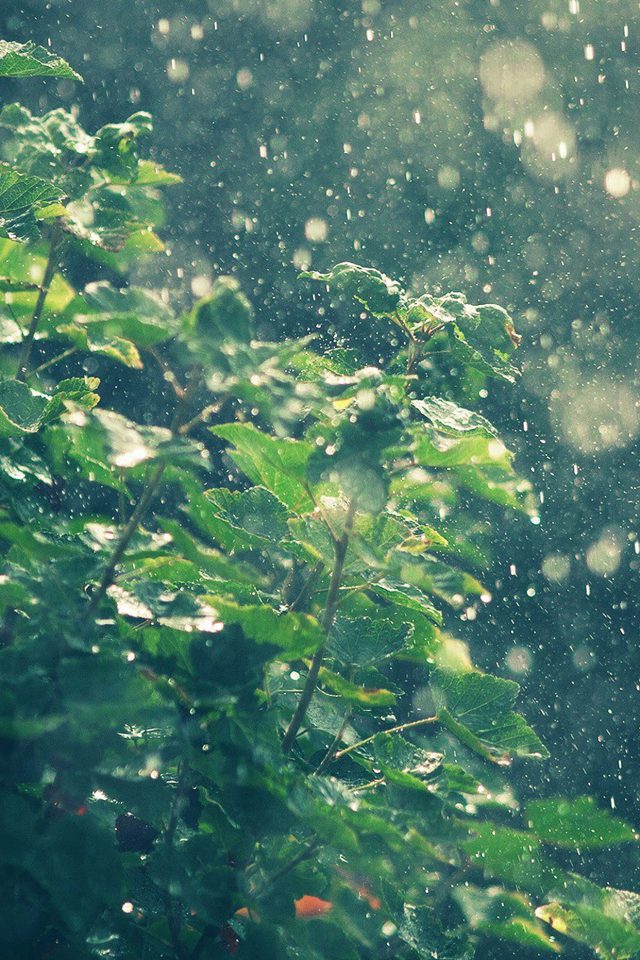 Raining Summer Sunny Flower Nature Android wallpaper
