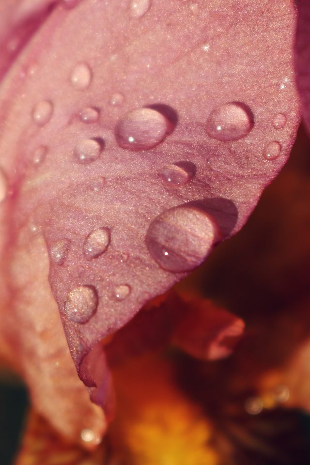 Red Flower Rain Bokeh Spring Nature Android wallpaper