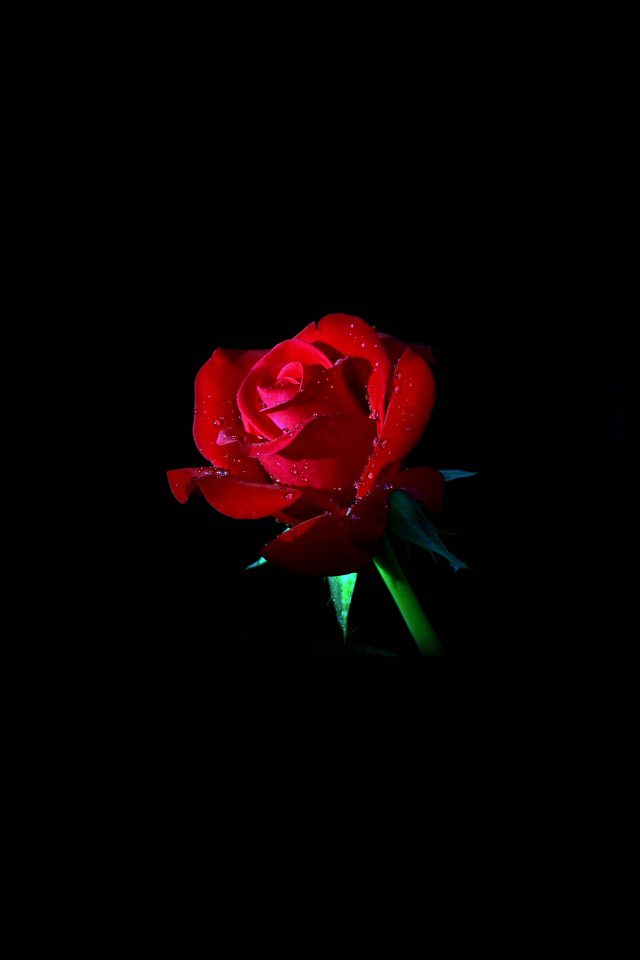 Red Rose Dark Flower Nature Android wallpaper