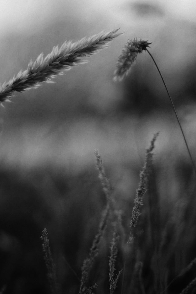 Reed Flower Nature Field Bw Android wallpaper