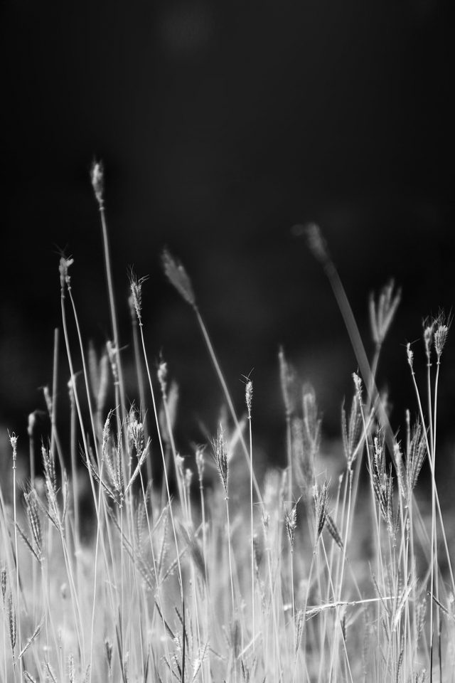 Reed Weed Flower Nature Flare Black Bw Android wallpaper