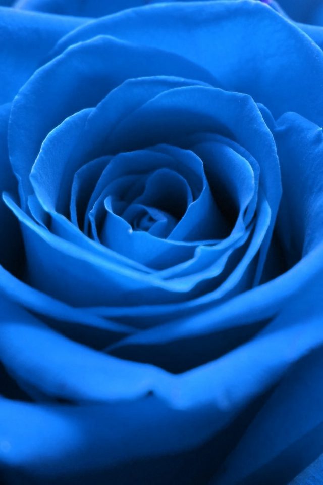 Rose Flower Blue Nature Android wallpaper