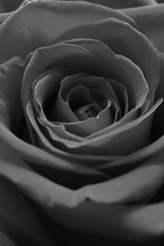 Rose Flower Dark Bw Nature Android wallpaper