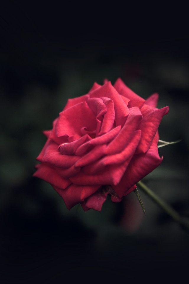 Rose Flower Red Love Nature Blue Android wallpaper